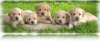 DUOMEGA 1000 - 30 Perle - Farmacia Corazza